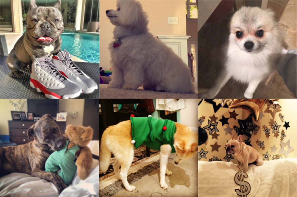 Athletes' dogs